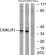 Western blot analysis of lysates from HeLa and HUVEC cells, using CMKLR1 Antibody. The lane on the right was blocked STJ92262