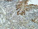 Immunohistochemical analysis of paraffin-embedded Human Amygdala. 1, Antibody was diluted at 1:400 (4°C overnight). 2, High-pressure and temperature EDTA, pH8.0 was used for antigen retrieval. 3, Secondary antibody was diluted at 1:200 (room temperature, 30min).