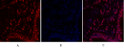 Immunofluorescence analysis of human-lung tissue. 1, c-Myc Polyclonal Antibody (red) was diluted at 1:200 (4°C, overnight). 2, Cy3 labled Secondary antibody was diluted at 1:300 (room temperature, 50min).3, Picture B: DAPI (blue) 10min. Picture A:Target. Picture B: DAPI. Picture C: merge of A+B
