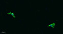 Immunofluorescence analysis of A549. 1, primary antibody was diluted at 1:200 (4℃ overnight). 2, Goat Anti Rabbit IgG STJ92373