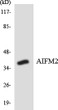 Western blot analysis of the lysates from HT-29 cells using AIFM2 antibody. STJ92379