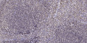 Immunohistochemical analysis of paraffin-embedded human tonsil. 1, Antibody was diluted at 1:200 (4° overnight). 2, STJ92379