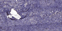 Immunohistochemical analysis of paraffin-embedded human tonsil. 1, Antibody was diluted at 1:200 (4° overnight). 2, STJ92403