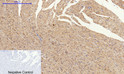Immunohistochemical analysis of paraffin-embedded Rat-heart tissue. 1, Connexin 43 Polyclonal Antibody was diluted at 1:200 (4°C, overnight). 2, Sodium citrate pH 6.0 was used for antibody retrieval (>98°C, 20min). 3, Secondary antibody was diluted at 1:200 (room tempeRature, 30min). Negative control was used by secondary antibody only.