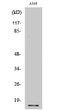 Western blot analysis of various cells using COX4 Polyclonal Antibody STJ92439