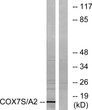 Western blot analysis of lysates from rat heart cells using COX7S/A2 Antibody. The lane on the right is blocked with STJ92444