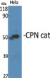 Western blot analysis of various cells using CPN cat Polyclonal Antibody