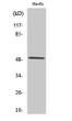 Western blot analysis of various cells using CstF-50 polyclonal antibody on cells and nucleus extracted by Minute™ STJ92509