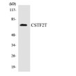 Western blot analysis of the lysates from Jurkat cells using CSTF2T antibody. STJ92511