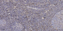 Immunohistochemical analysis of paraffin-embedded human tonsil. 1, Antibody was diluted at 1:200 (4° overnight). 2, STJ92571
