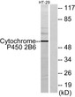 Western blot analysis of lysates from HT-29 cells, using Cytochrome P450 2B6 Antibody. The lane on the right was STJ92574