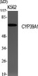 Western Blot analysis of various cells using CYP39A1 Polyclonal Antibody STJ92592