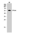 Western blot analysis of KB cells using CYP3A4 Polyclonal Antibody diluted at 1:1000 STJ92593