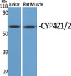 Western Blot analysis of various cells using CYP4Z1/2 Polyclonal Antibody STJ92605