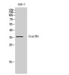 Western Blot analysis of COS-7 cells using CysLT1 Polyclonal Antibody STJ92609