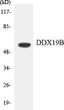Western blot analysis of the lysates from HT-29 cells using DDX19B antibody. STJ92674