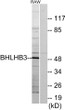 Western blot analysis of lysates from RAW264.7 cells, using BHLHB3 Antibody. The lane on the right was blocked with the STJ92684