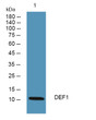 Western blot analysis of lysates from Jurkat cells, primary antibody was diluted at 1:1000, 4°C overnight STJ92687