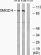Western blot analysis of lysates from HT-29 and A549 cells, using DMGDH Antibody. The lane on the right was blocked STJ92727