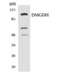 Western blot analysis of the lysates from HeLa cells using DMGDH antibody. STJ92727