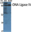 Western blot analysis of various cells using DNA Ligase IV Polyclonal Antibody diluted at 1:500 STJ92732
