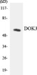 Western blot analysis of the lysates from K562 cells using DOK3 antibody. STJ92762
