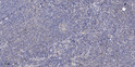 Immunohistochemical analysis of paraffin-embedded human tonsil. 1, Antibody was diluted at 1:200 (4° overnight). 2, STJ92763