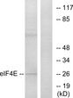 Western blot analysis of lysates from NIH/3T3 cells, treated with FBS, using eIF4E Antibody. The lane on the right is blocked with the synthesized peptide.
