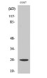 Western blot analysis of various cells using eIF4E Polyclonal Antibody diluted at 1：1000