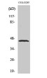 Western Blot analysis of various cells using Emp Polyclonal Antibody diluted at 1:500 STJ92908