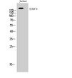 Western blot analysis of Jurkat cells using ErbB-3 Polyclonal Antibody cells nucleus extracted by Minute TM Cytoplasmic and Nuclear Fractionation kit (SC-003, Inventbiotech, MN, USA).