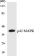 Western blot analysis of the lysates from HUVECcells using p42 MAPK antibody.