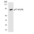 Western blot analysis of the lysates from HeLa cells using p97 MAPK antibody.
