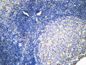 Immunohistochemical analysis of paraffin-embedded Human Amygdala. 1, Antibody was diluted at 1:100 (4°C overnight). 2, High-pressure and temperature EDTA, pH8.0 was used for antigen retrieval. 3, Secondary antibody was diluted at 1:200 (room temperature, 30min).