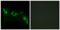 Immunofluorescence analysis of NIH/3T3 cells, using LEG9 Antibody. The picture on the right is blocked with the synthesized peptide.