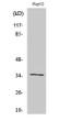 Western blot analysis of HepG2 cells using Galectin-9 Polyclonal Antibody diluted at 1：1000