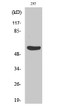 Western Blot analysis of various cells using Gasdermin C Polyclonal Antibody diluted at 1:500 STJ93220