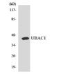 Western blot analysis of the lysates from HT-29 cells using UBAC1 antibody. STJ93231