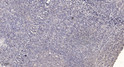Immunohistochemical analysis of paraffin-embedded human tonsil. 1, Antibody was diluted at 1:200 (4° overnight). 2, STJ93231