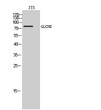 Western Blot analysis of 3T3 cells using GLCNE Polyclonal Antibody diluted at 1:500 STJ93278