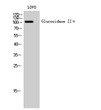 Western blot analysis of LOVO cells using Glucosidase IIα polyclonal antibody STJ93283