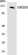 Western blot analysis of the lysates from RAW264.7cells using GRID1 antibody.