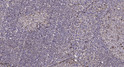 Immunohistochemical analysis of paraffin-embedded human tonsil. 1, Antibody was diluted at 1:200 (4° overnight). 2, STJ93325