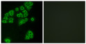 Immunofluorescence analysis of A549 cells, using GPR180 Antibody. The picture on the right is blocked with the synthesized peptide.