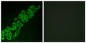 Immunofluorescence analysis of A549 cells, using GPR32 Antibody. The picture on the right is blocked with the synthesized peptide.
