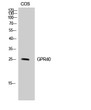 Western blot analysis of COS-7 cells using GPR40 Polyclonal Antibody diluted at 1:500 Western blot analysis of COS-7 cells using GPR40 Polyclonal Antibody diluted at 1:500