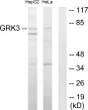 Western blot analysis of lysates from HepG2 and HeLa cells, using GRK3 Antibody. The lane on the right is blocked with the synthesized peptide.