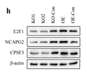 CPSF3 Promotes Pre-mRNA Splicing and Prevents CircRNA Cyclization in Hepatocellular Carcinoma. Cancers. Qubo Zhu. WB. STJ93470