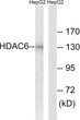 Western blot analysis of lysates from HepG2 cells, using HDAC6 Antibody. The lane on the right is blocked with the synthesized peptide.