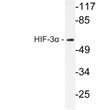Western blot analysis of lysate from rat brain cells, using HIF-3 Alpha antibody.
